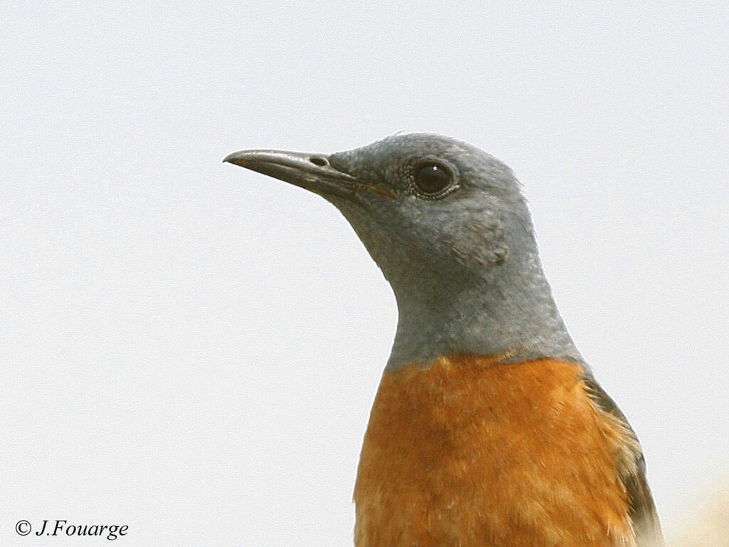 Common Rock Thrush male adult