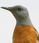 Common Rock Thrush