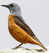 Common Rock Thrush