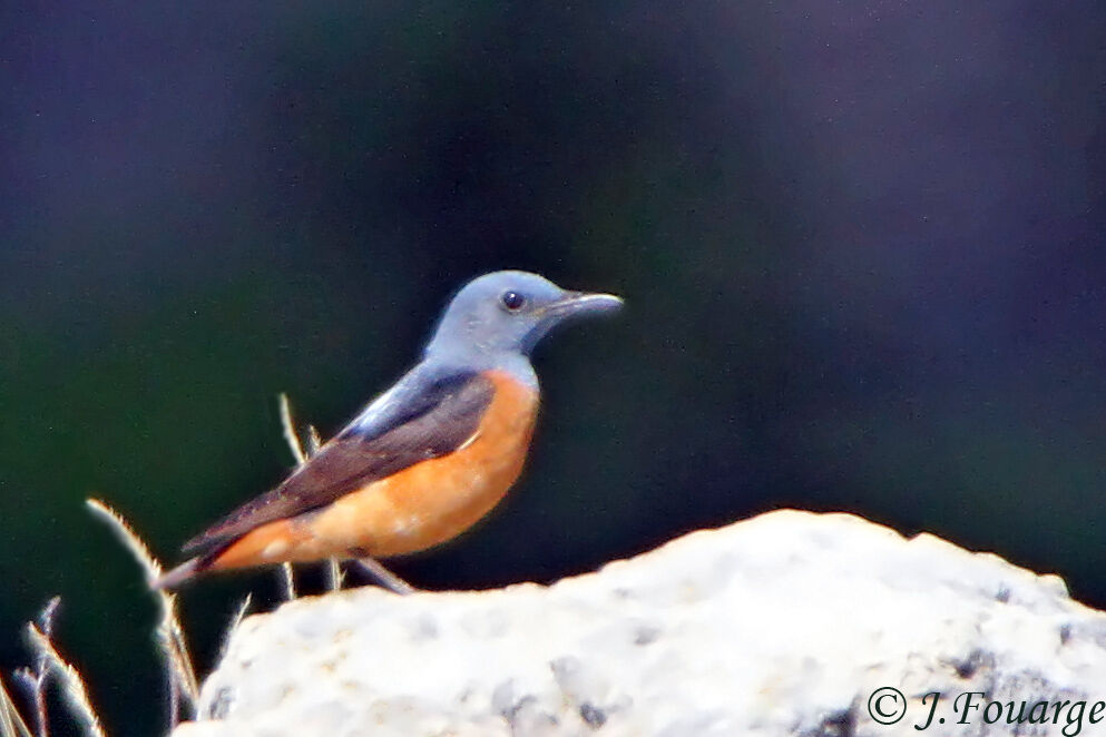 Common Rock Thrush male adult, identification