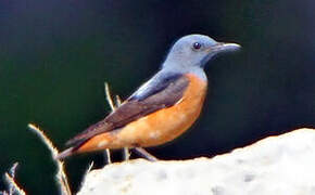 Common Rock Thrush