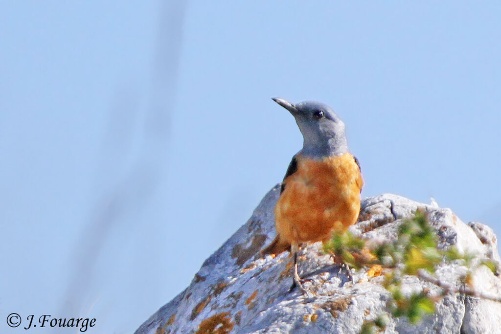 Common Rock Thrush male adult, identification