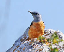 Common Rock Thrush