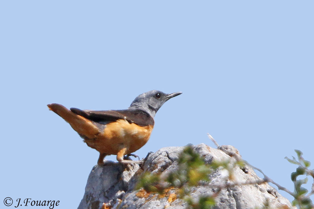 Common Rock Thrush male adult, identification