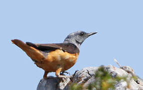 Common Rock Thrush