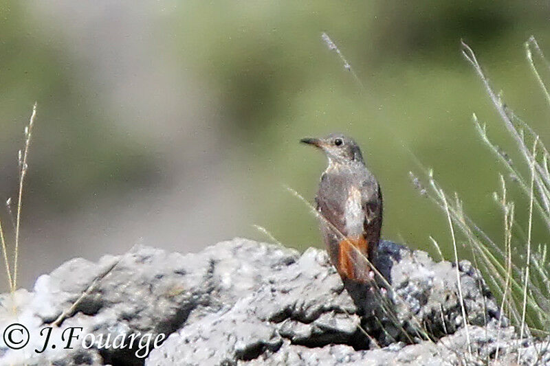 Common Rock Thrush female adult, identification