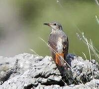 Common Rock Thrush