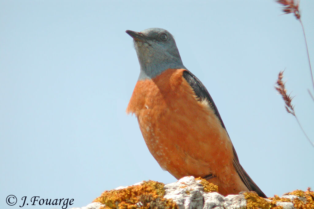 Common Rock Thrush male adult, identification