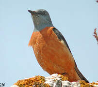 Common Rock Thrush