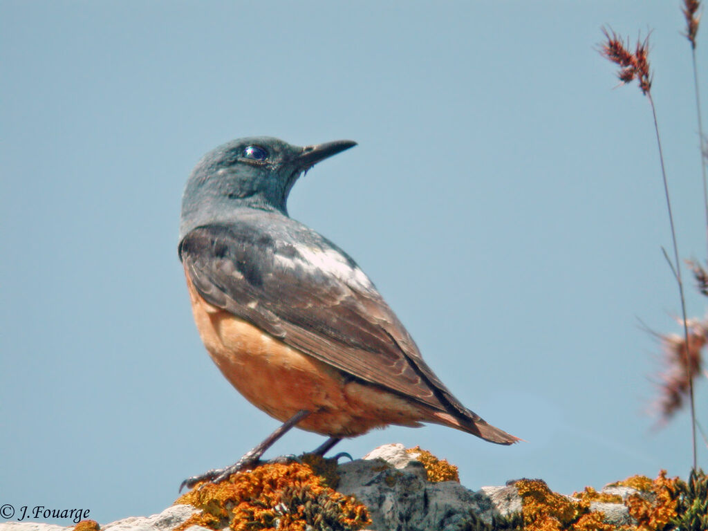 Common Rock Thrush male adult, identification