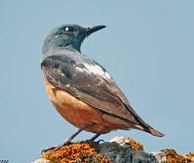 Common Rock Thrush