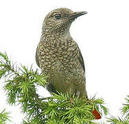 Common Rock Thrush