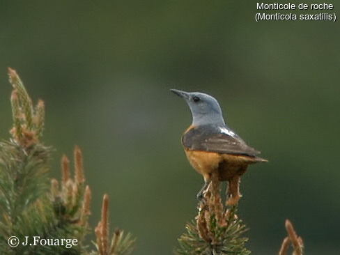 Common Rock Thrush