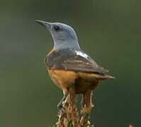 Common Rock Thrush