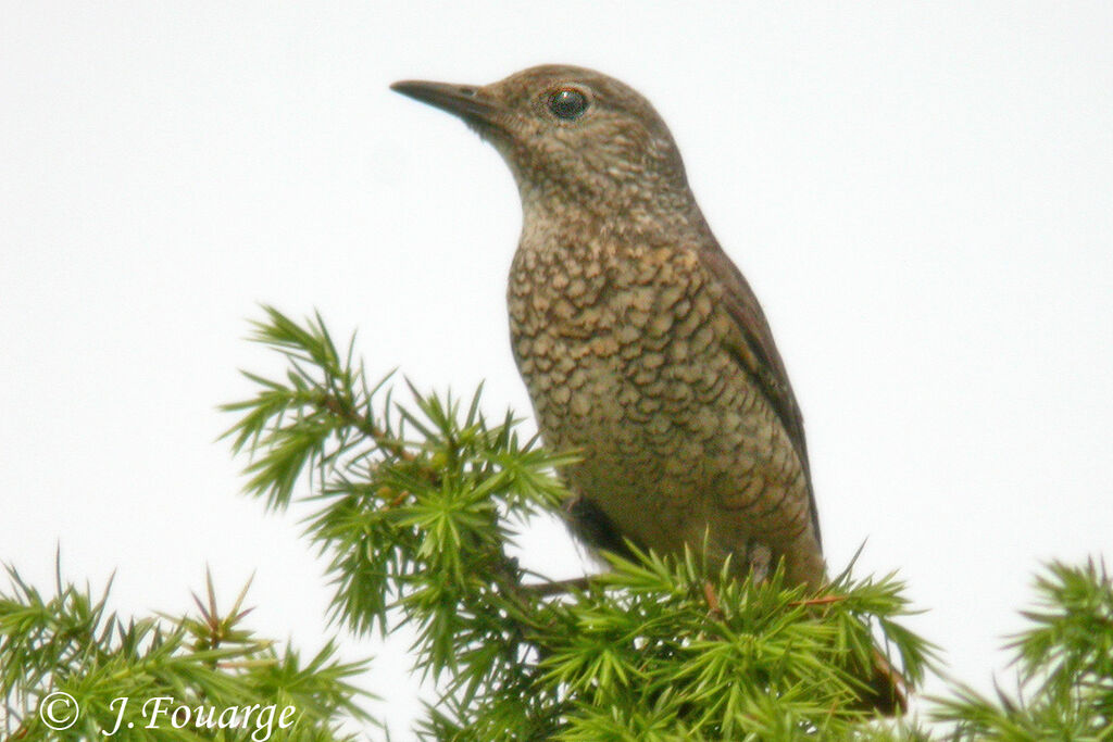 Common Rock Thrush female, identification