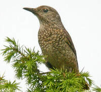 Common Rock Thrush