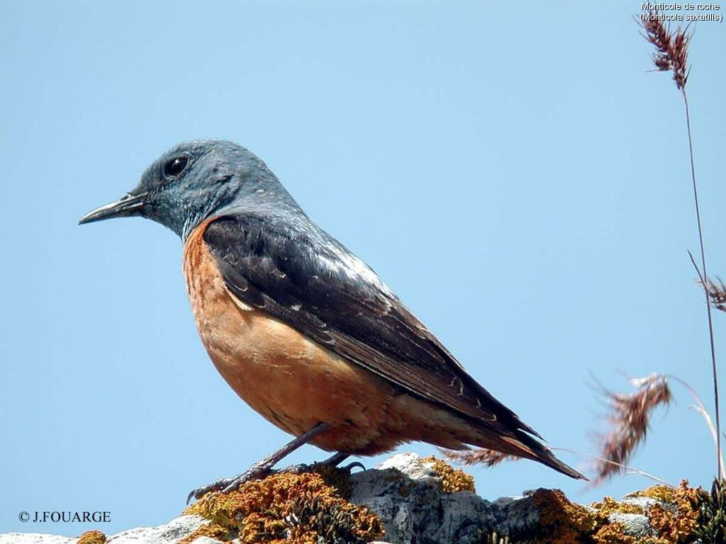 Common Rock Thrush