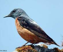 Common Rock Thrush