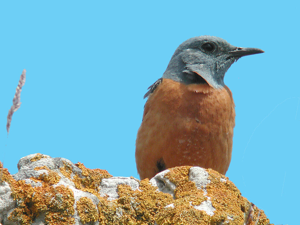 Common Rock Thrush