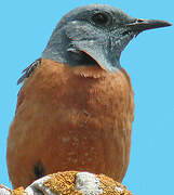 Common Rock Thrush