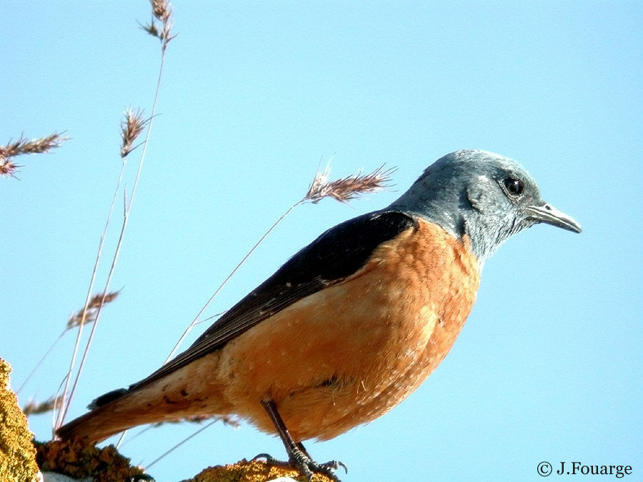 Common Rock Thrush