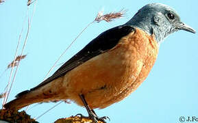 Common Rock Thrush