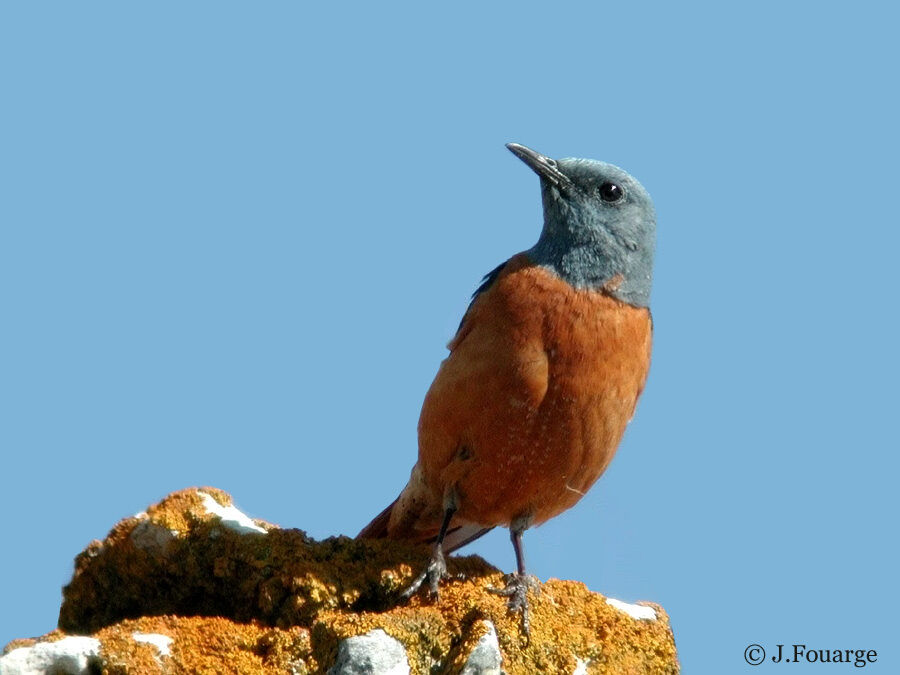 Common Rock Thrush