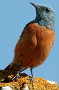 Common Rock Thrush