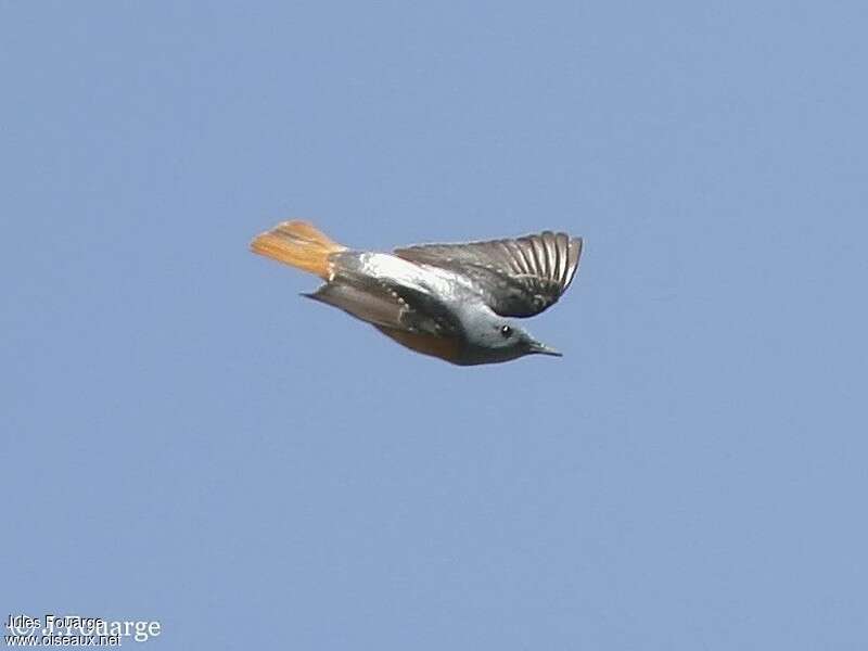 Common Rock Thrush male adult breeding, Flight, courting display