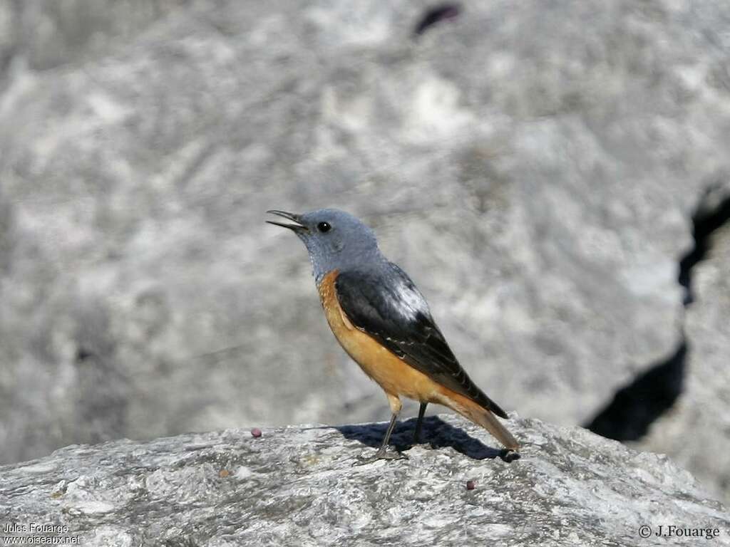 Common Rock Thrush male adult breeding, song