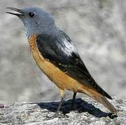 Common Rock Thrush