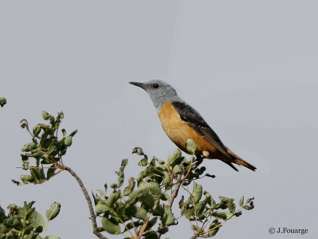 Common Rock Thrush