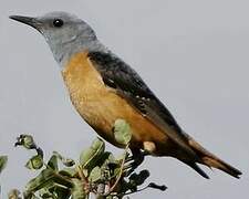 Common Rock Thrush