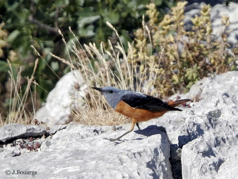 Common Rock Thrush