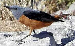 Common Rock Thrush