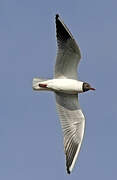 Mouette rieuse