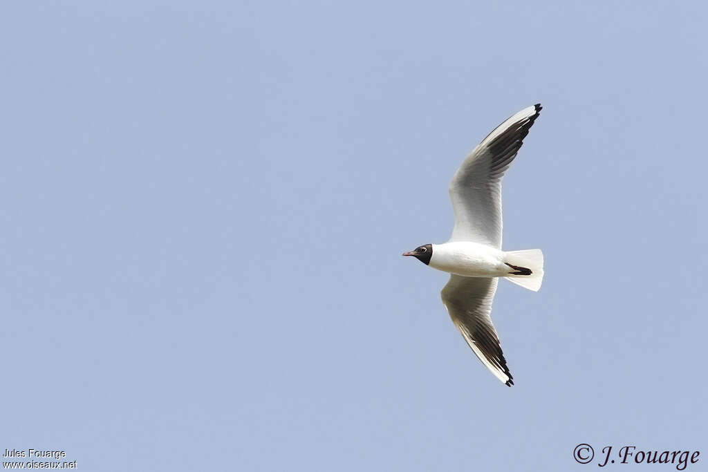 Black-headed Gulladult, Flight