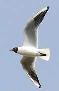 Mouette rieuse