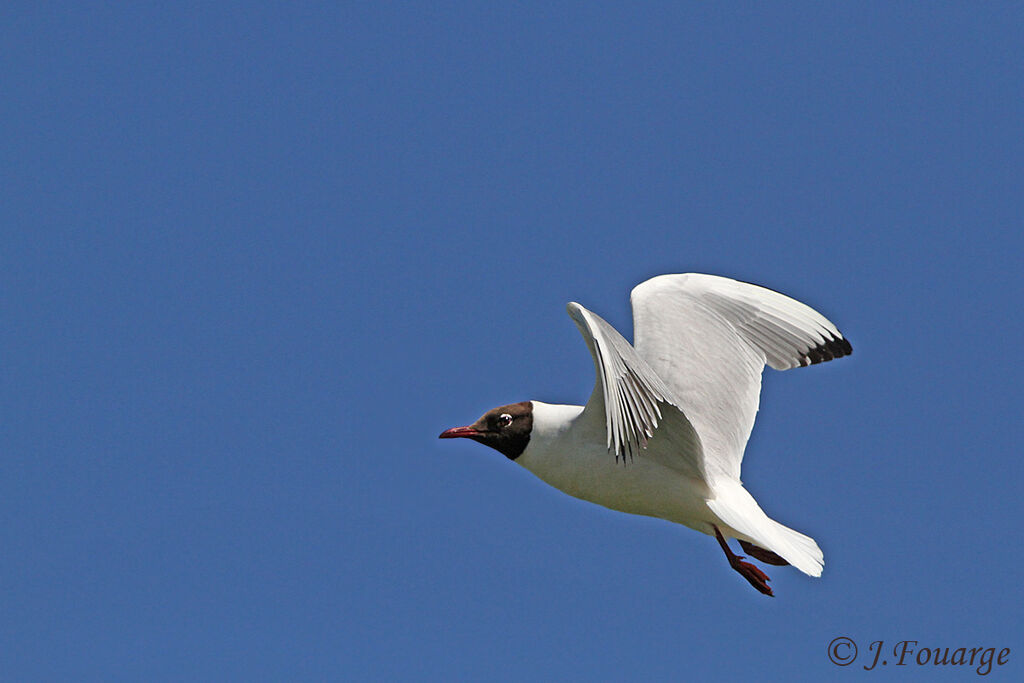 Mouette rieuseadulte, Vol, Nidification