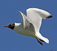 Black-headed Gull