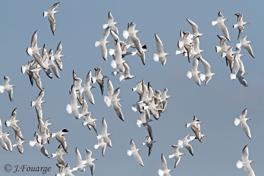 Mouette rieuse, Vol