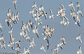 Mouette rieuse