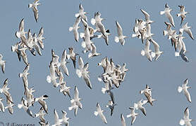 Mouette rieuse