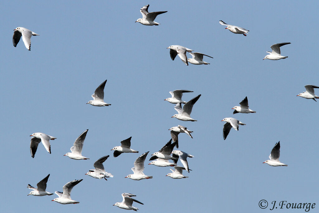 Mouette rieuse, Vol