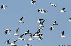 Mouette rieuse