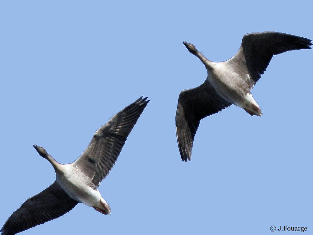 Pink-footed Goose