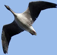 Pink-footed Goose