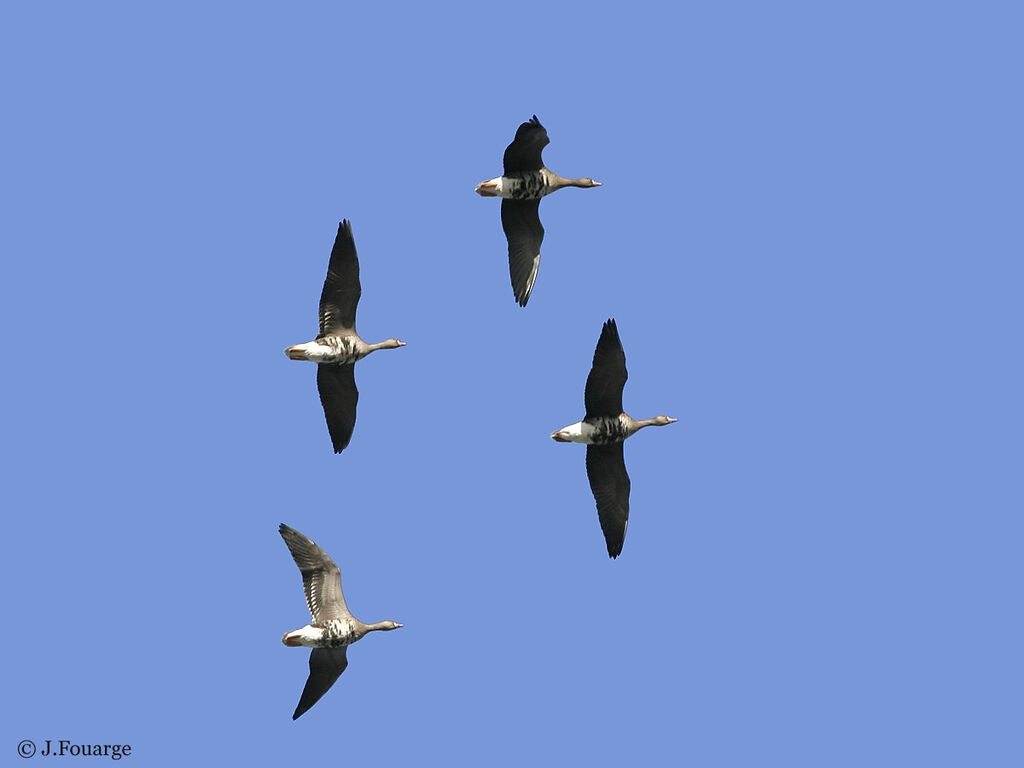 Greater White-fronted Goose