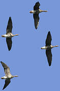 Greater White-fronted Goose