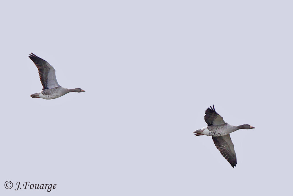 Greater White-fronted Goose, Flight